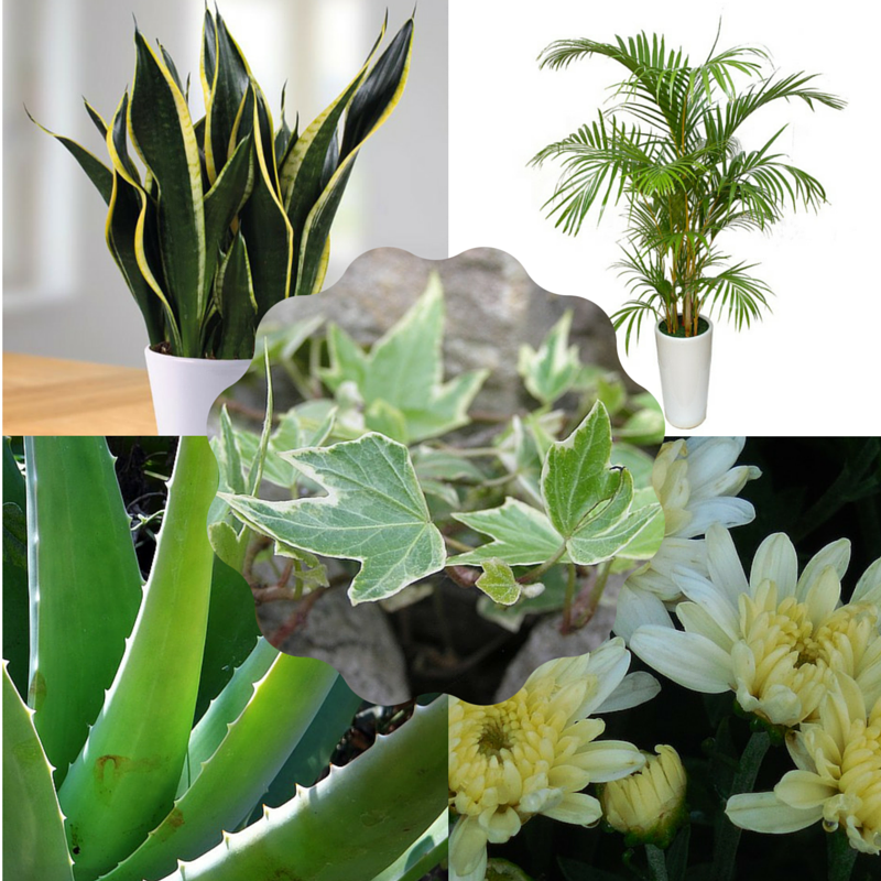 Helderheid toonhoogte Uitvoerbaar Top 5 luchtzuiverende planten voor in je slaapkamer die je helpen beter te  slapen! | Vanbinnenuit Gezond